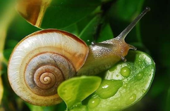 Shell icon